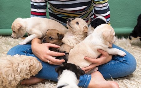 Como socializar filhotes e criar cães e gatos mais seguros e equilibrados