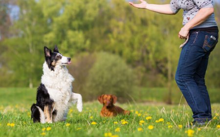 Treinamento de obediência básica para cães: por onde começar