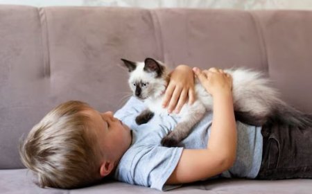 Gatos ideais para crianças: como escolher o perfil certo para a família