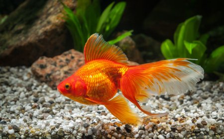 Como cuidar de peixes ornamentais: guia essencial para manter o aquário saudável