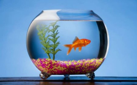 Aquários completos para iniciantes: o que você precisa saber antes de montar o primeiro