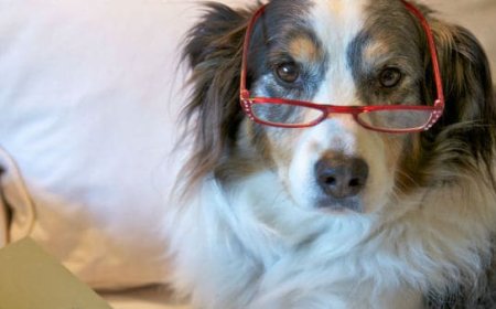 Suplementos para cães idosos: quando fazem sentido e o que observar antes de usar