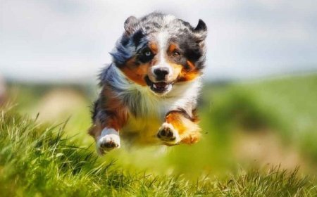 Ração premium para cães ativos: como escolher a melhor opção para energia, desempenho e saúde