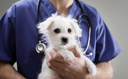 Como escolher veterinário confiável: o que avaliar antes de confiar a saúde do seu pet