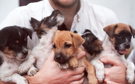 Checklist completo para adoção de pets: tudo o que avaliar antes de levar um animal para casa