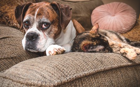 Pets idosos em alta: cresce a busca por produtos e cuidados para cães seniores