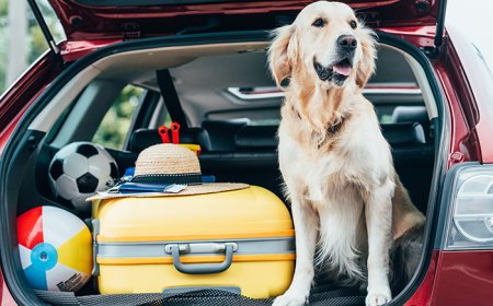 Viajar com pets em 2026: documentos, novas exigências e regras que tutores precisam acompanhar