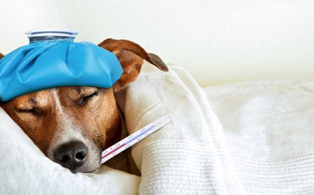 Como saber se seu pet está com dor: sinais que muitos tutores não percebem