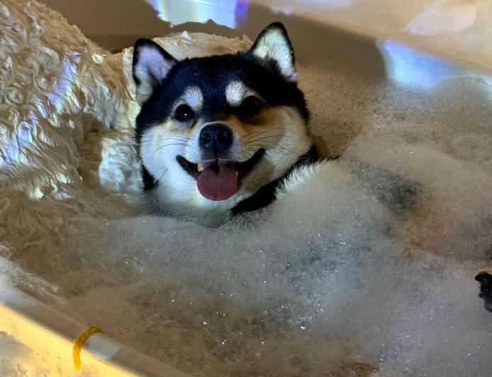 Manyu, a Shiba Inu do spa day: conheça a raça e os cuidados essenciais