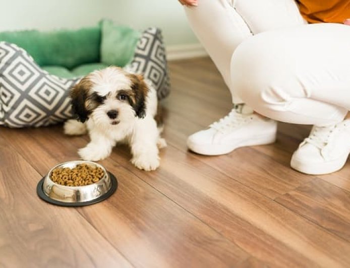 Melhor Ração para Shih Tzu: Como Escolher a Alimentação Ideal