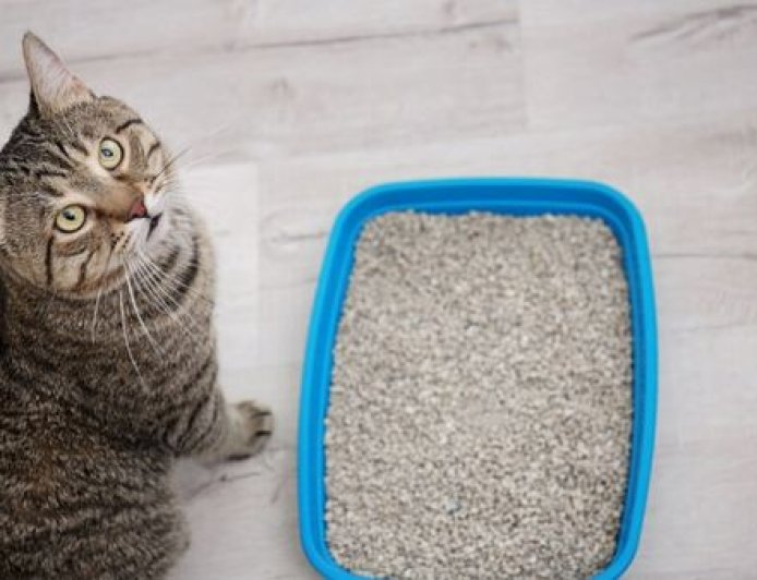 Melhor Areia para Gatos: Como Escolher a Opção Ideal para Higiene, Conforto e Praticidade
