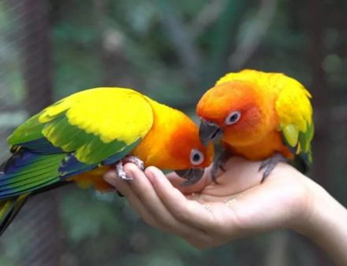 Pássaros domésticos: 6 melhores espécies para viver em casa - Como escolher?