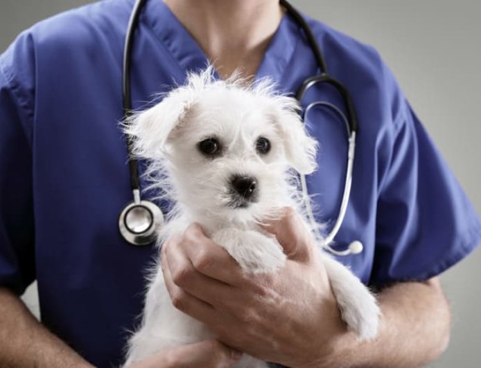 Como escolher veterinário confiável: o que avaliar antes de confiar a saúde do seu pet