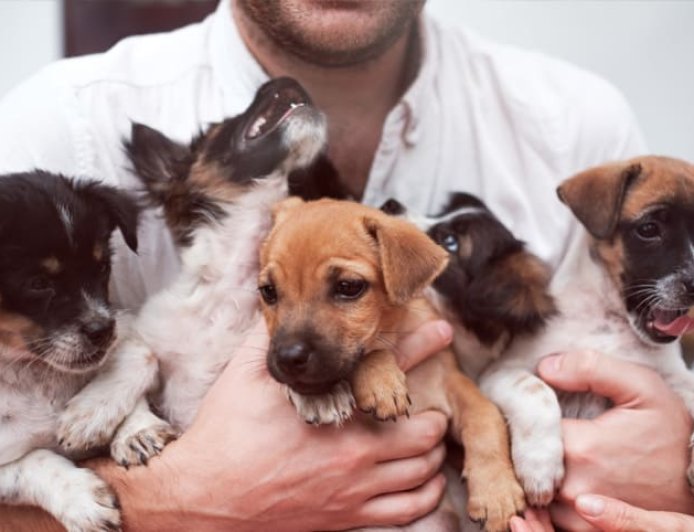 Checklist completo para adoção de pets: tudo o que avaliar antes de levar um animal para casa