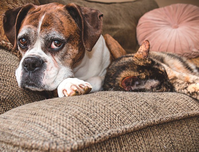 Pets idosos em alta: cresce a busca por produtos e cuidados para cães seniores