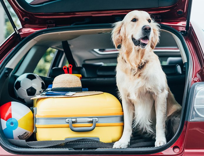 Viajar com pets em 2026: documentos, novas exigências e regras que tutores precisam acompanhar