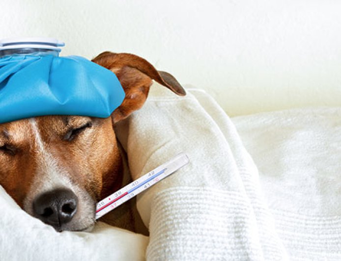 Como saber se seu pet está com dor: sinais que muitos tutores não percebem