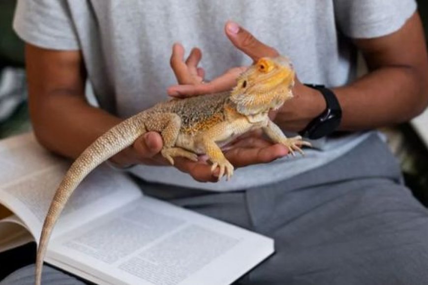 Animais Exóticos Permitidos no Brasil: O Que Diz a Lei e Como Escolher com Responsabilidade