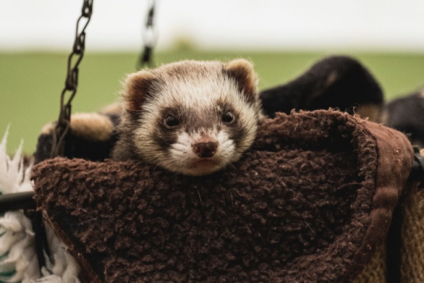 Animais exóticos fáceis de cuidar: opções ideais para quem quer sair do comum