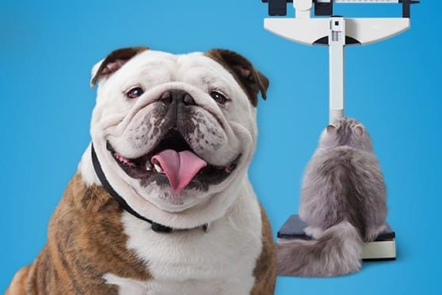 Como evitar obesidade em pets: guia para manter seu cão ou gato saudável