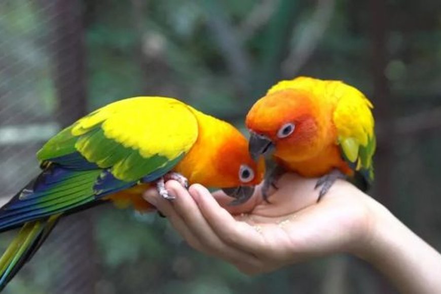 Pássaros domésticos: 6 melhores espécies para viver em casa - Como escolher?