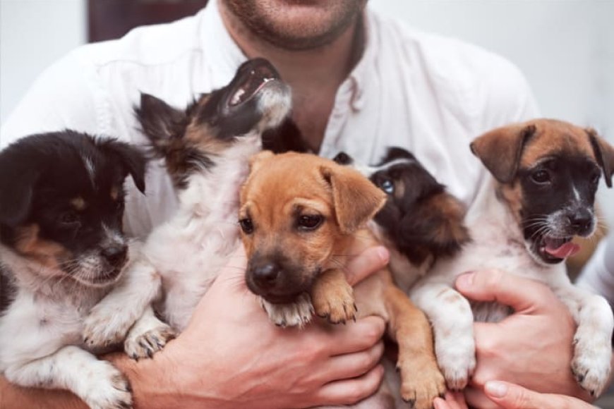 Checklist completo para adoção de pets: tudo o que avaliar antes de levar um animal para casa