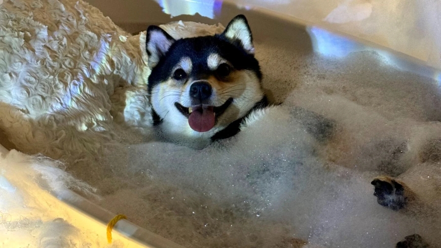 Manyu, a Shiba Inu do spa day: conheça a raça e os cuidados essenciais