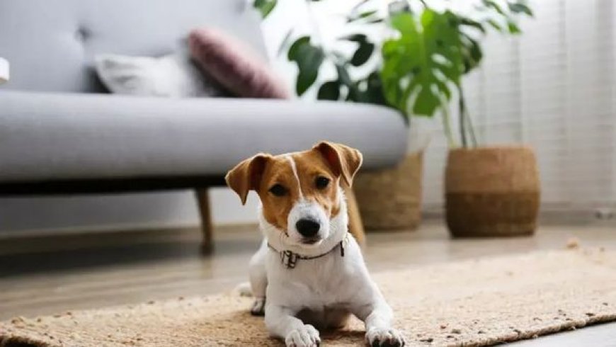 Melhor Cachorro para Apartamento: Como Escolher a Raça Ideal para Espaços Pequenos