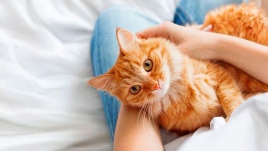 Raças de Gatos Mais Dóceis: Conheça os Felinos Mais Carinhosos para Ter em Casa