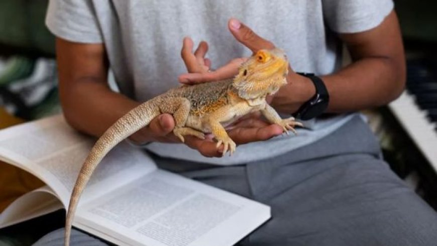 Animais Exóticos Permitidos no Brasil: O Que Diz a Lei e Como Escolher com Responsabilidade