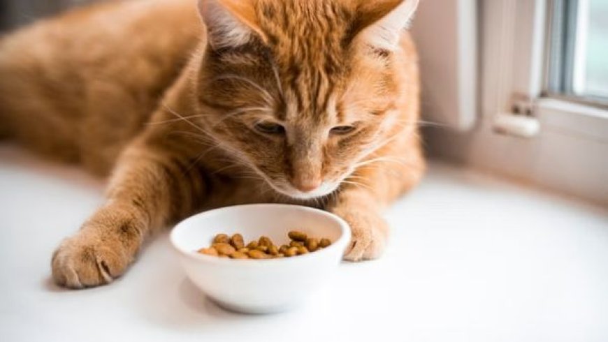 Gato Não Quer Comer: Causas Mais Comuns e o Que Fazer