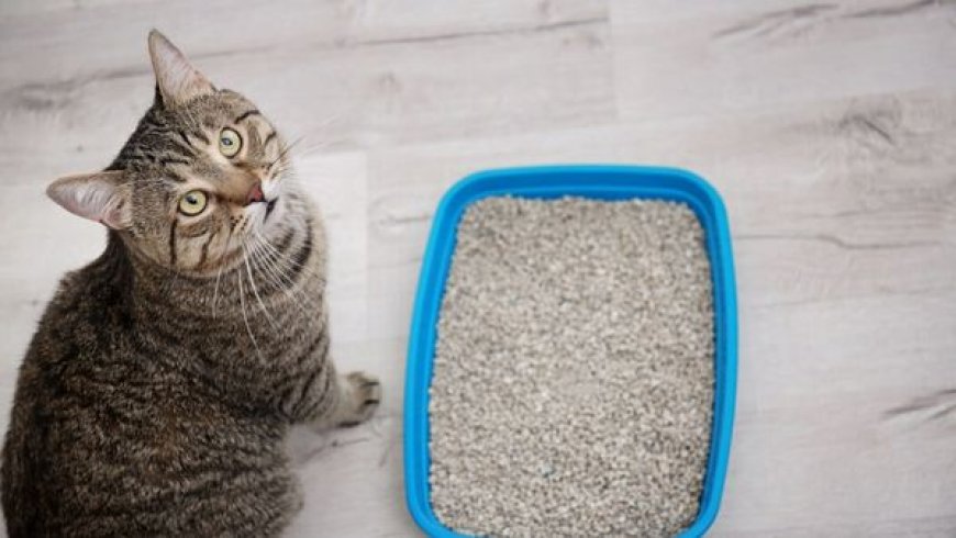 Melhor Areia para Gatos: Como Escolher a Opção Ideal para Higiene, Conforto e Praticidade