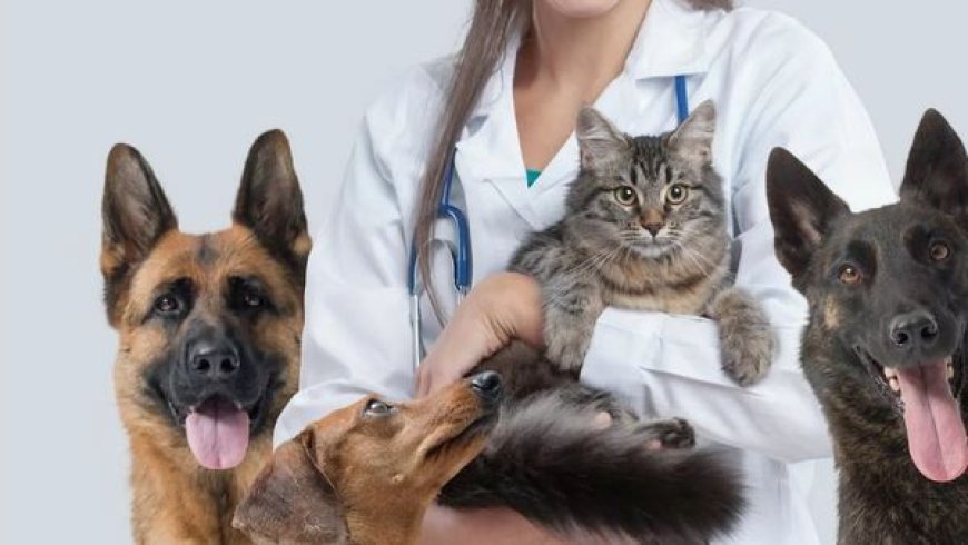 Melhor plano de saúde pet: como escolher o ideal sem cair em armadilhas