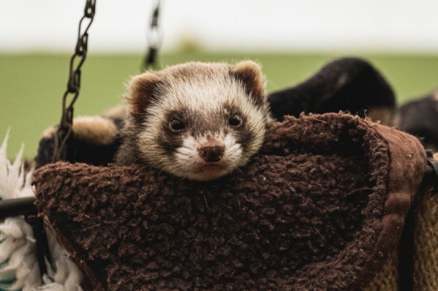 Animais exóticos fáceis de cuidar: opções ideais para quem quer sair do comum