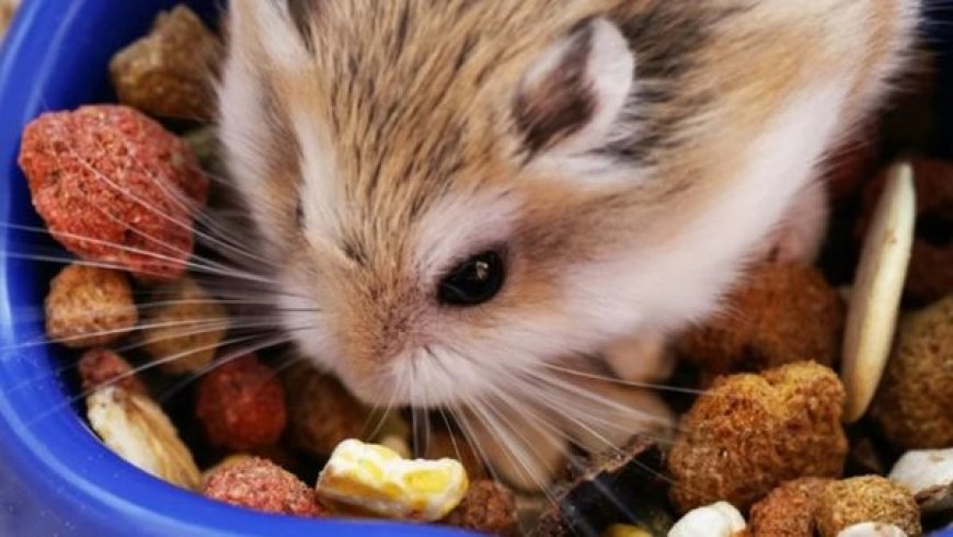 Alimentação ideal para roedores: o que pode e o que nunca oferecer