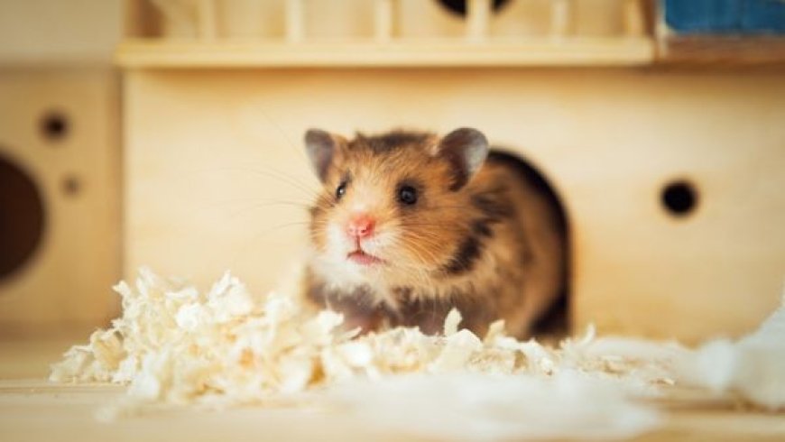 Como montar o habitat perfeito para roedores: conforto, segurança e bem estar