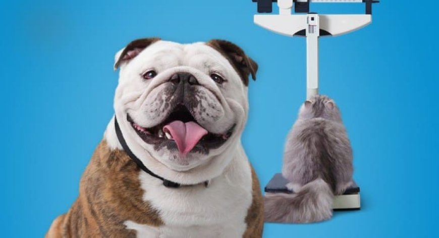 Como evitar obesidade em pets: guia para manter seu cão ou gato saudável