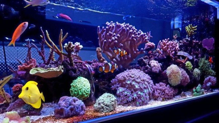 Aprenda como montar o aquário perfeito