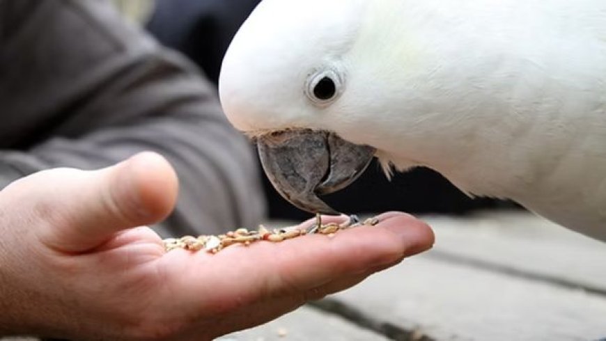 Alimentação saudável para aves domésticas