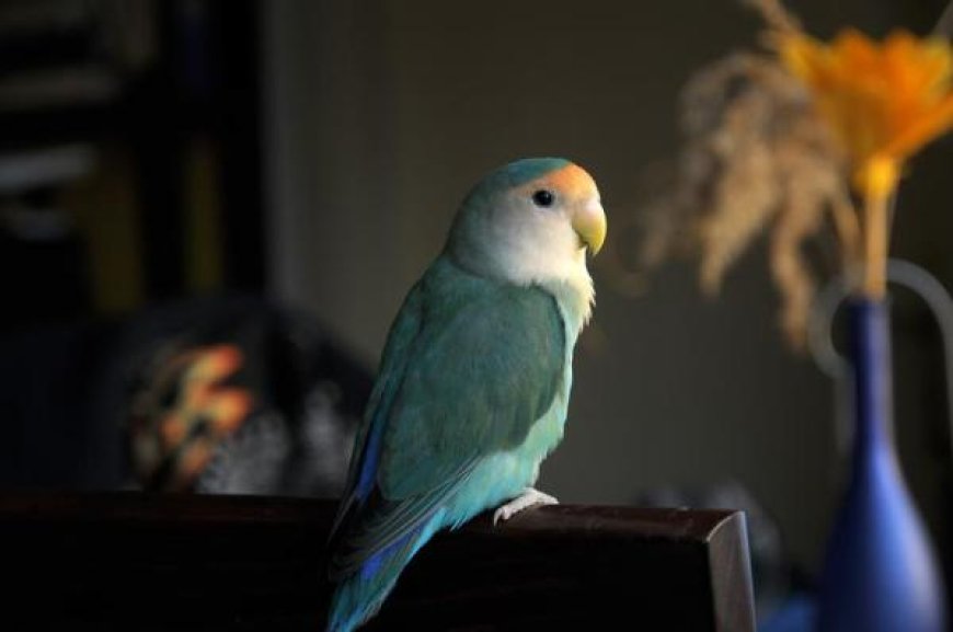 Doenças comuns em aves domésticas e como prevenir problemas de saúde