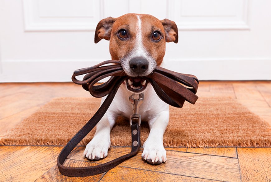 Melhores coleiras para cachorro