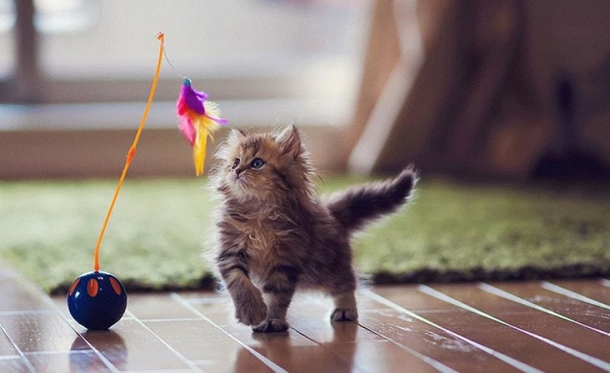 Brinquedos para gatos ativos