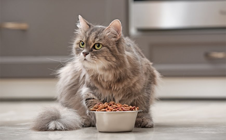 Tipos de ração premium para gatos idosos