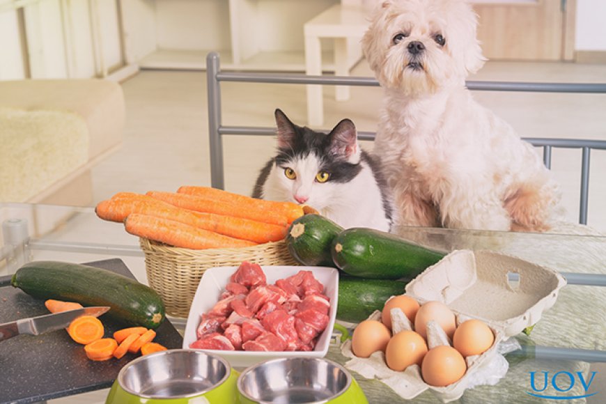 Entenda tudo sobre alimentação natural para pets
