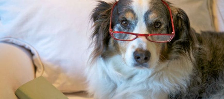 Suplementos para cães idosos: quando fazem sentido e o que observar antes de usar