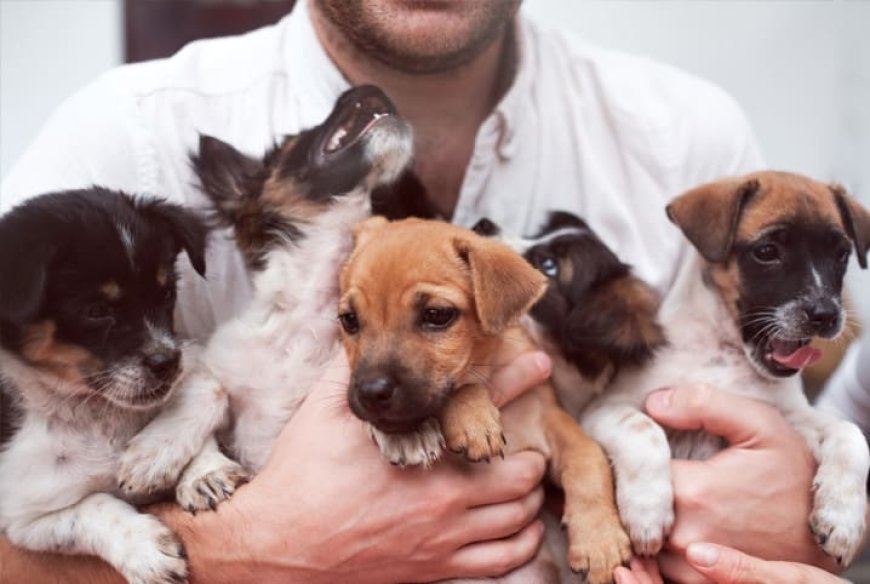 Checklist completo para adoção de pets: tudo o que avaliar antes de levar um animal para casa