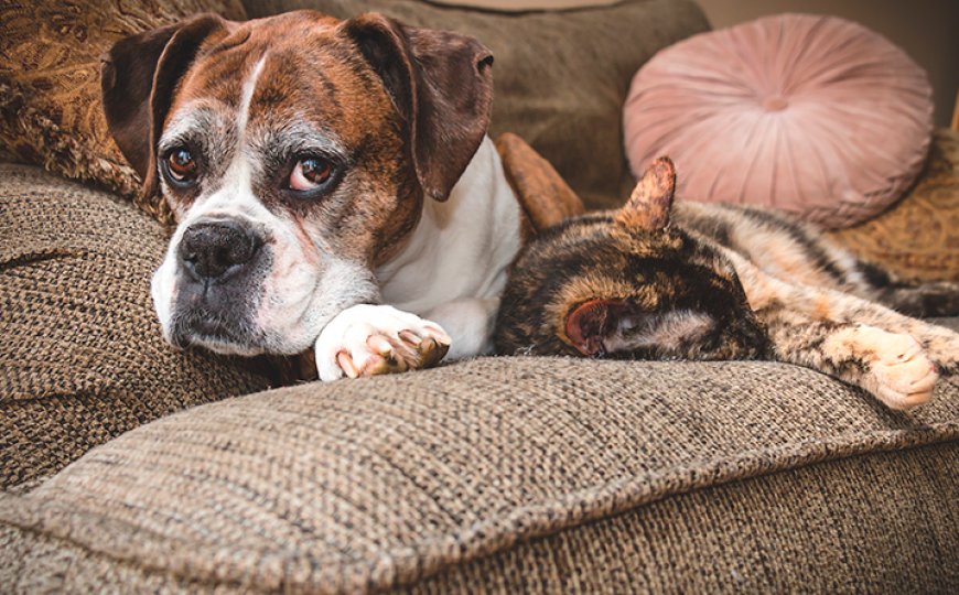 Pets idosos em alta: cresce a busca por produtos e cuidados para cães seniores