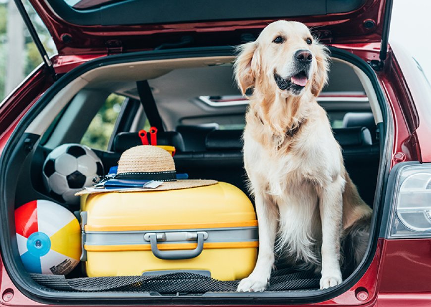 Viajar com pets em 2026: documentos, novas exigências e regras que tutores precisam acompanhar
