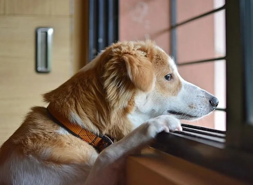 Guarda compartilhada de pets pode virar regra no Brasil: o que muda para cães e gatos após a separação