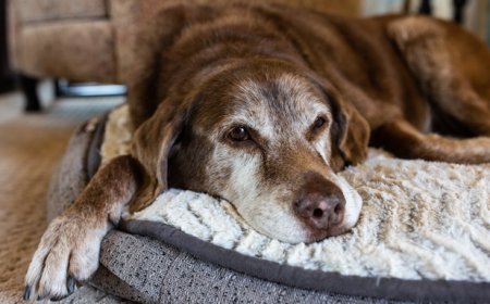 Como adaptar a casa para pets idosos com mais conforto e segurança